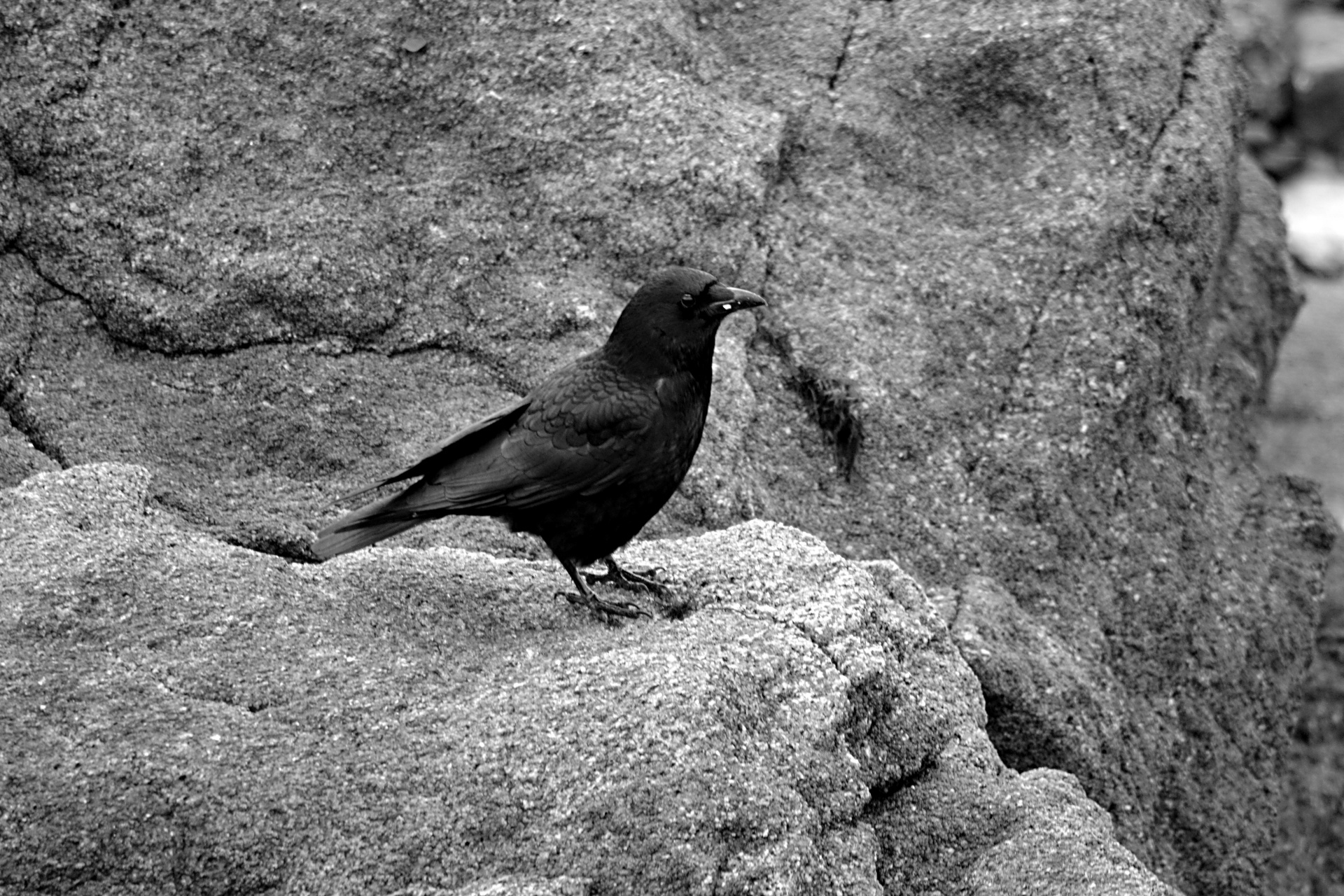 bird crow black white free photo