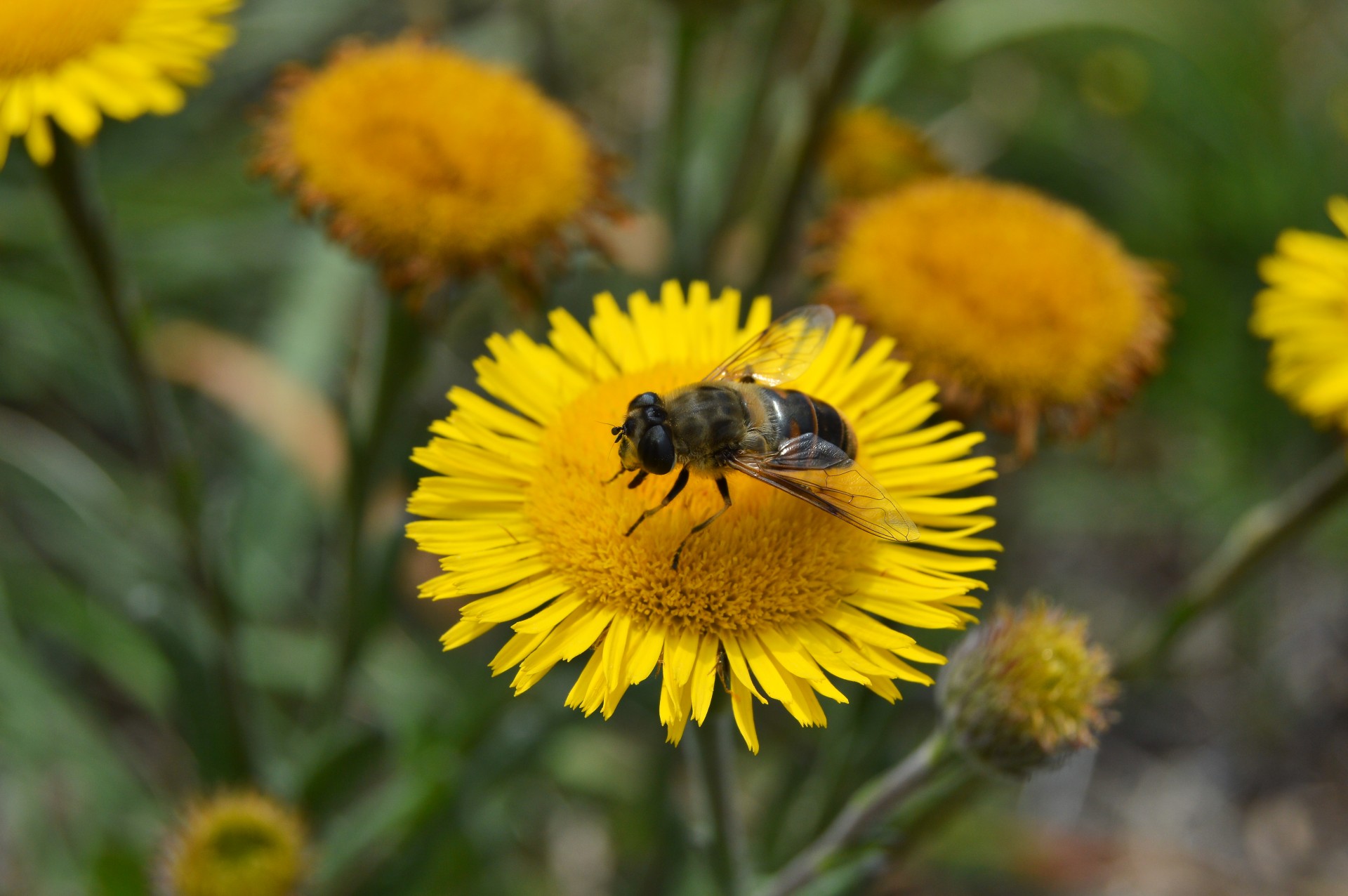 bee insect bug free photo