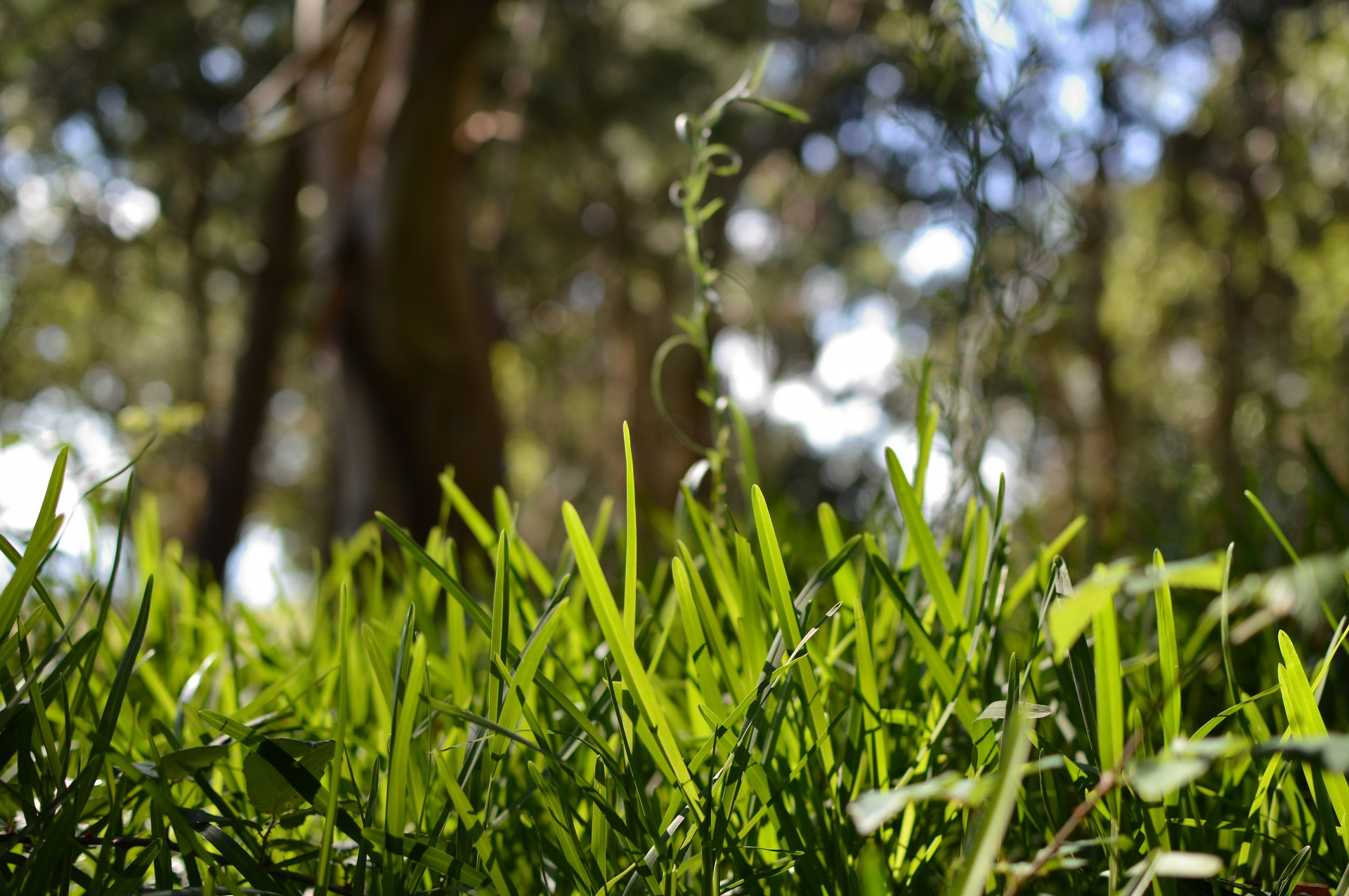 grass forest grass free pictures free photo