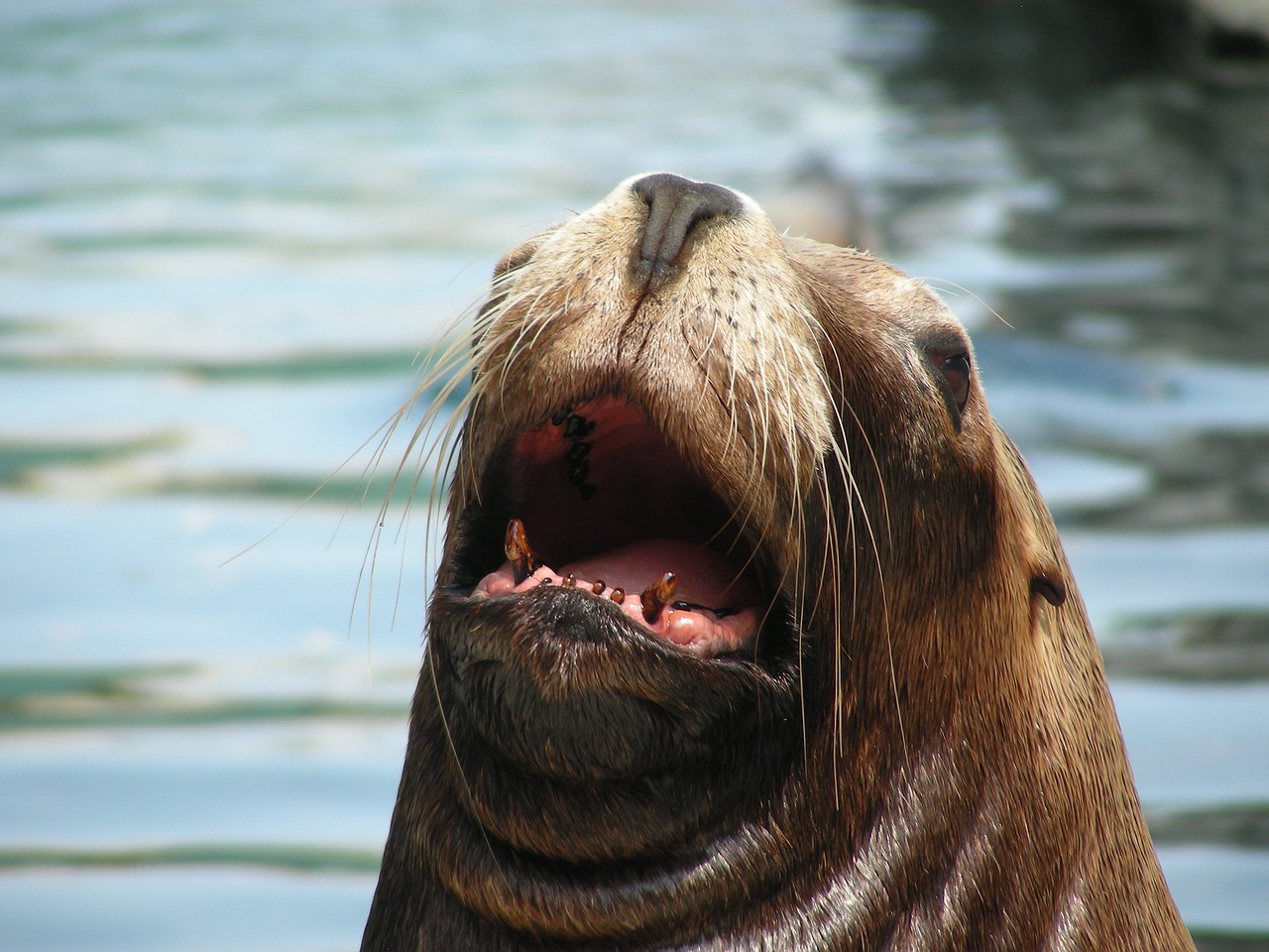 la jolla california sea lion free photo