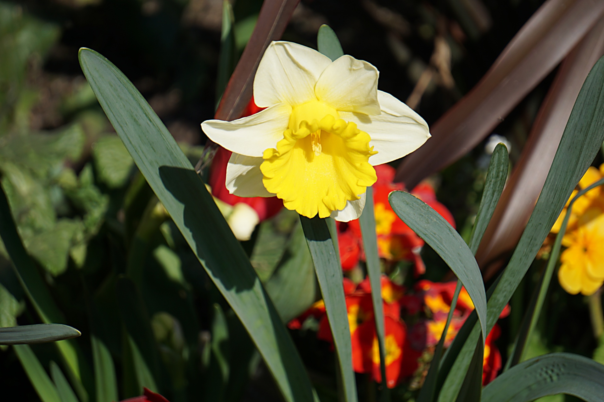flower daffodil flora free photo