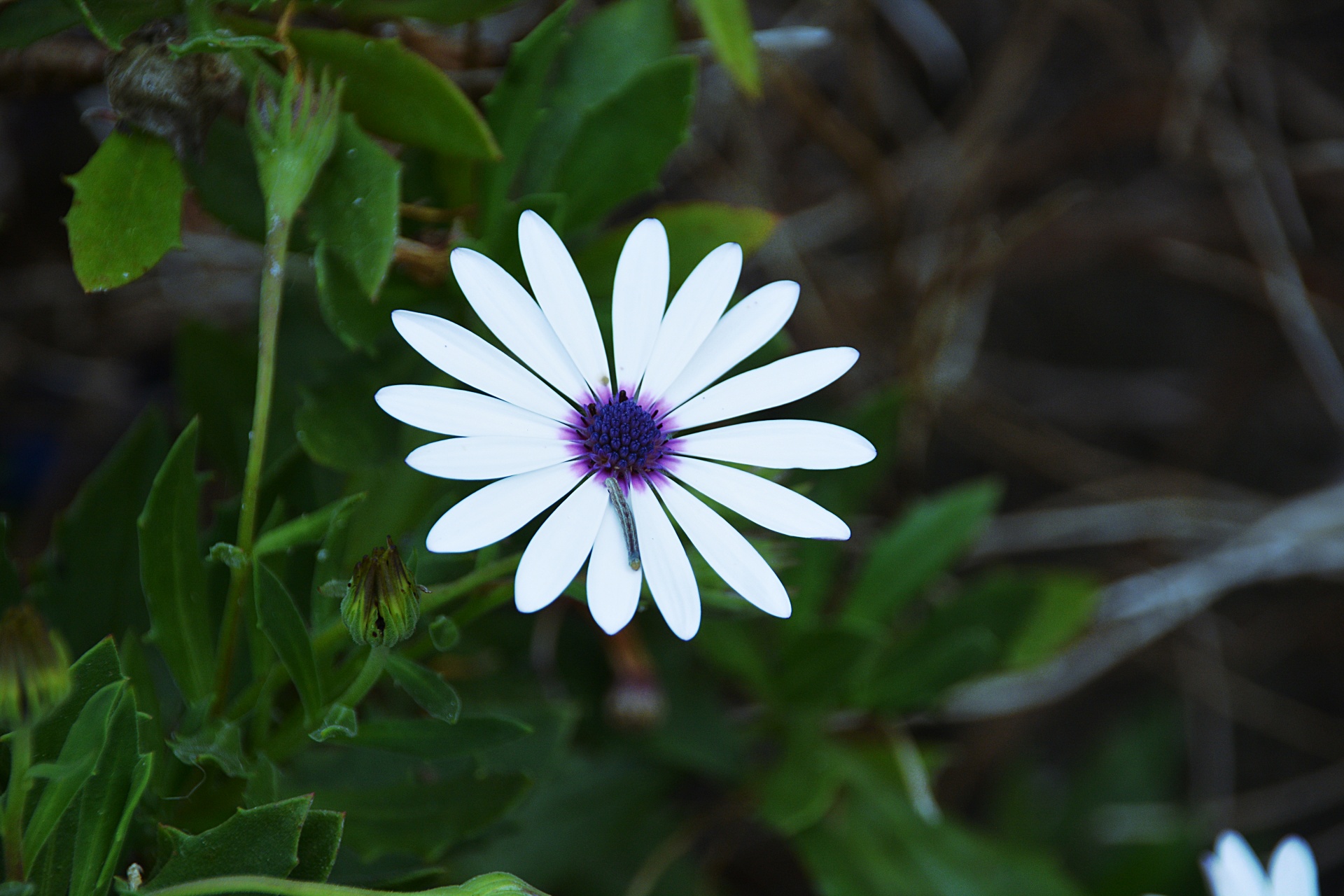 flower flora daisy free photo