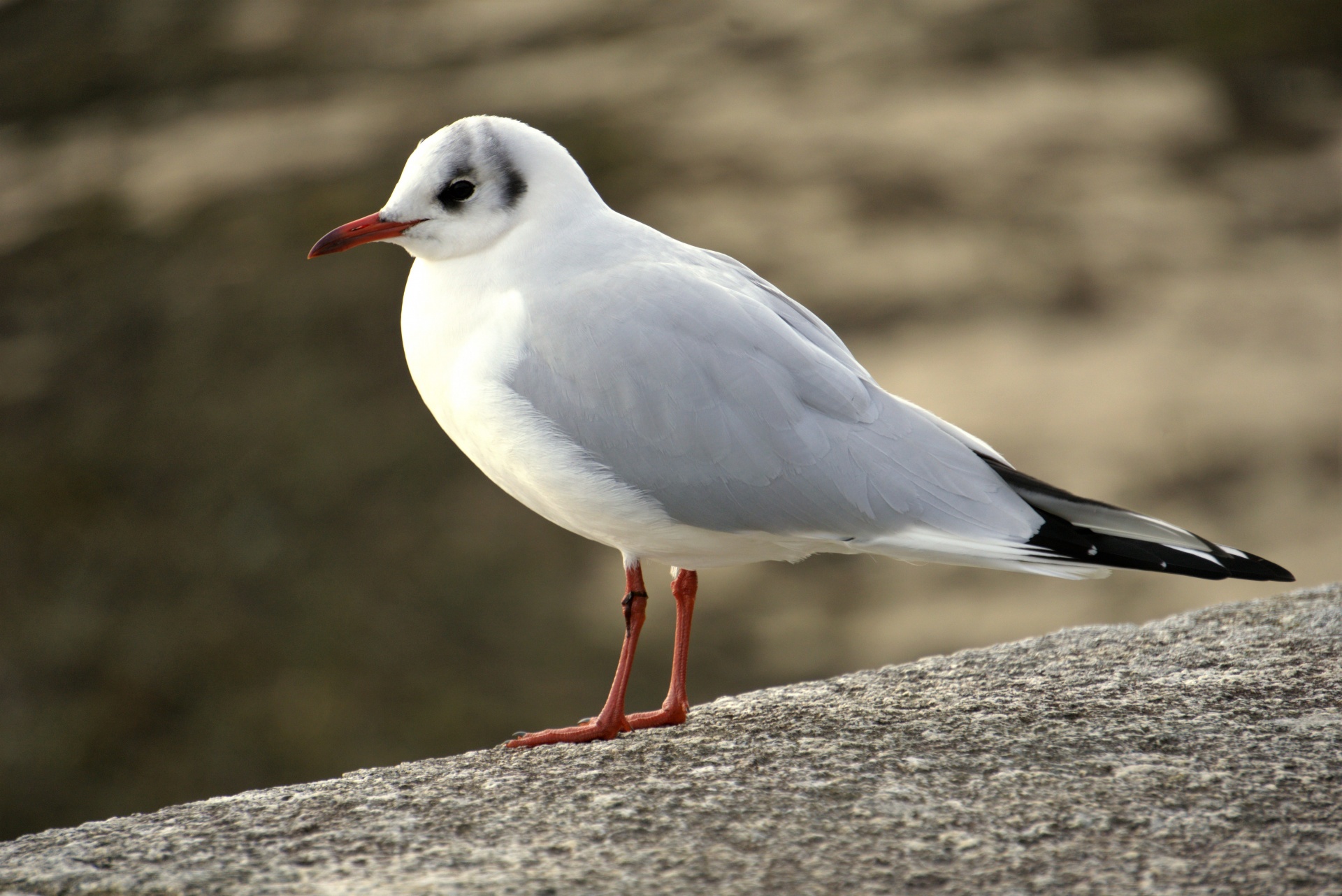 seagull wildlife bird free photo