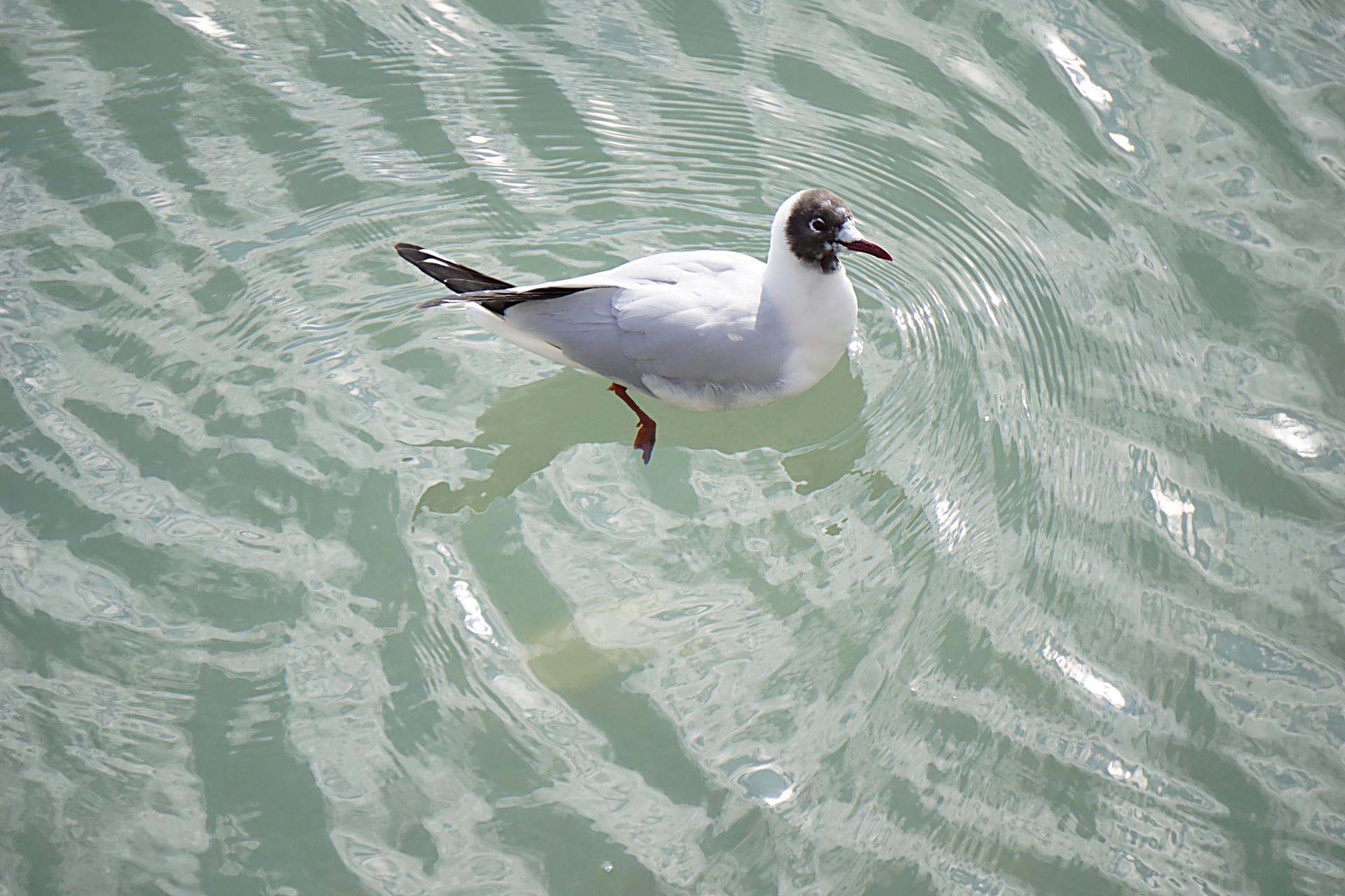 bird tern sea free photo