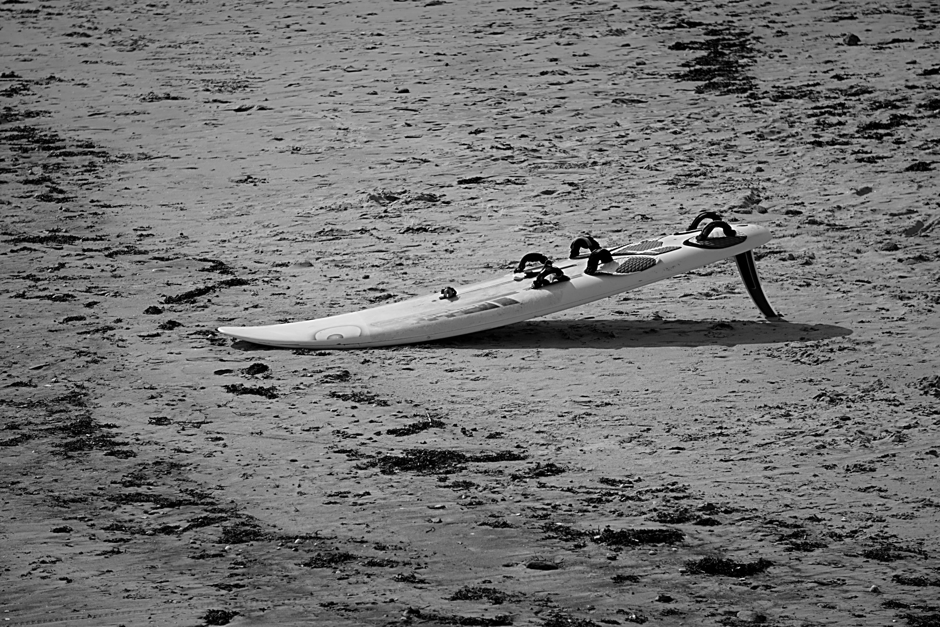 windsurfing black white sport free photo