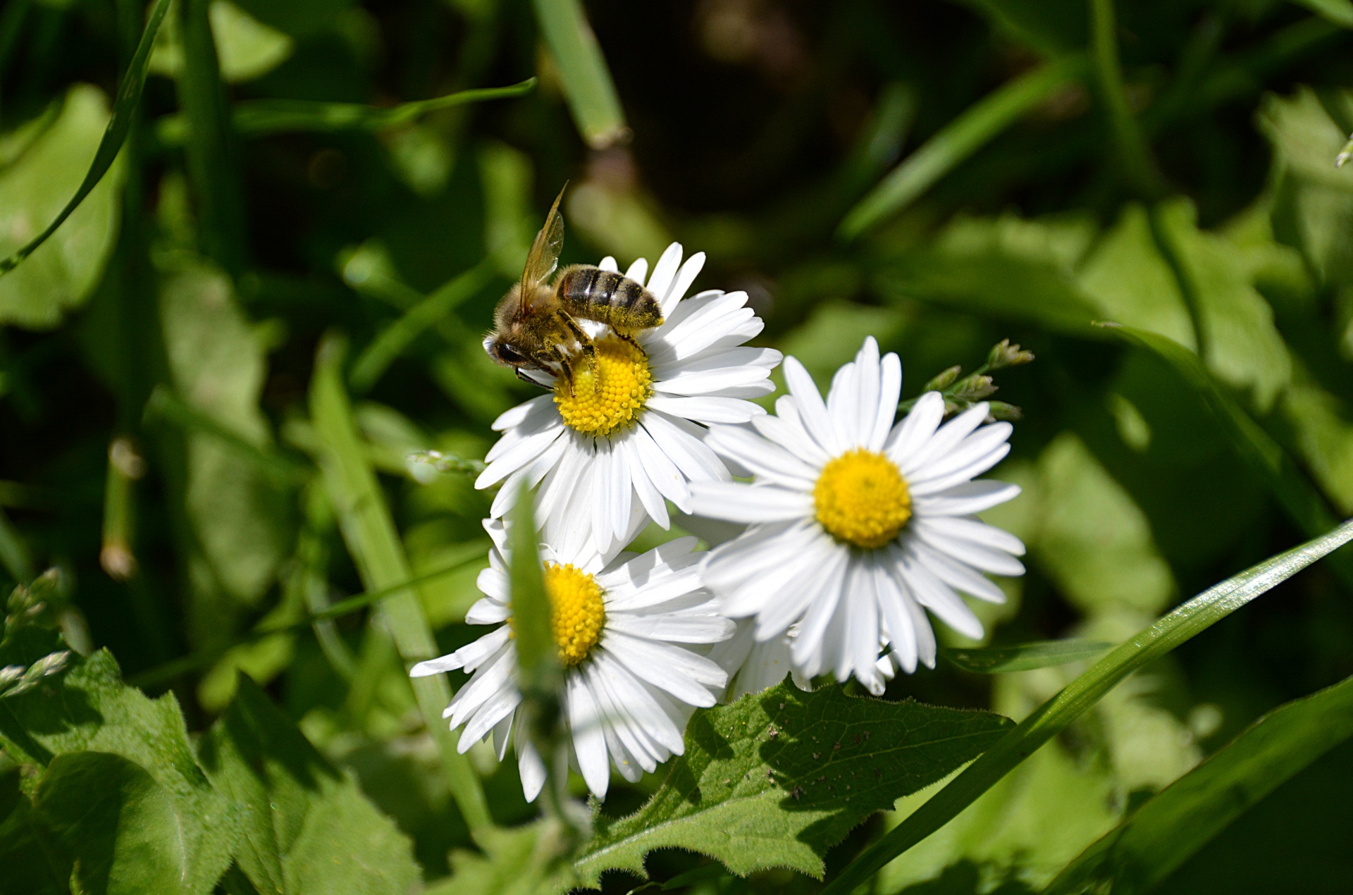 bee flowers pollen free photo