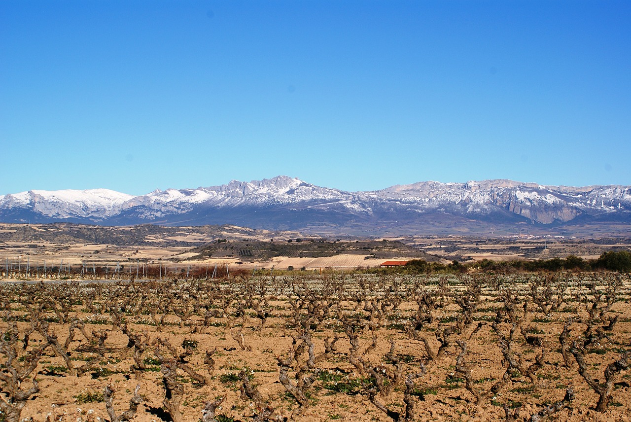 la rioja logroño vineyards free photo