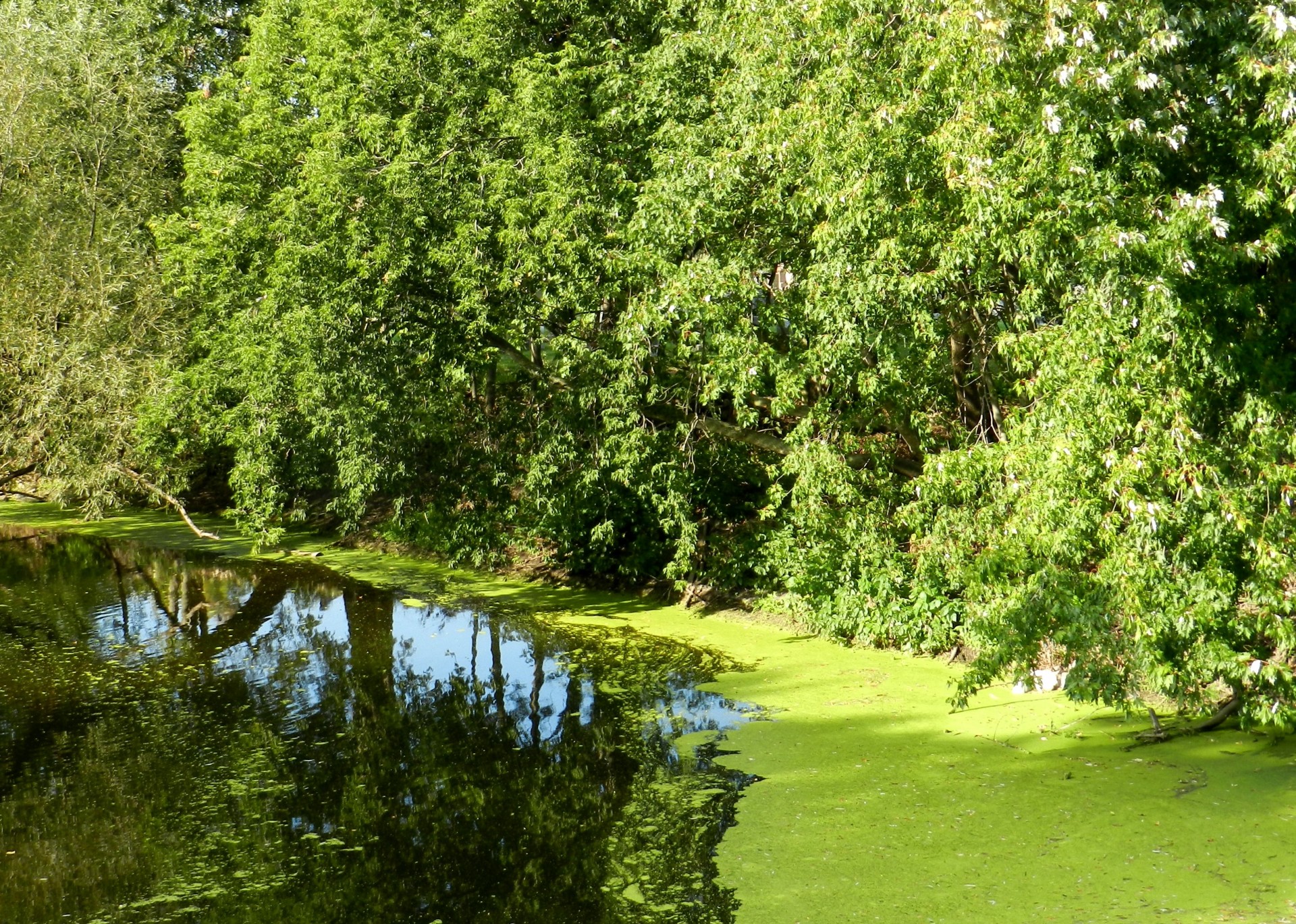 scenery waterfront river free photo