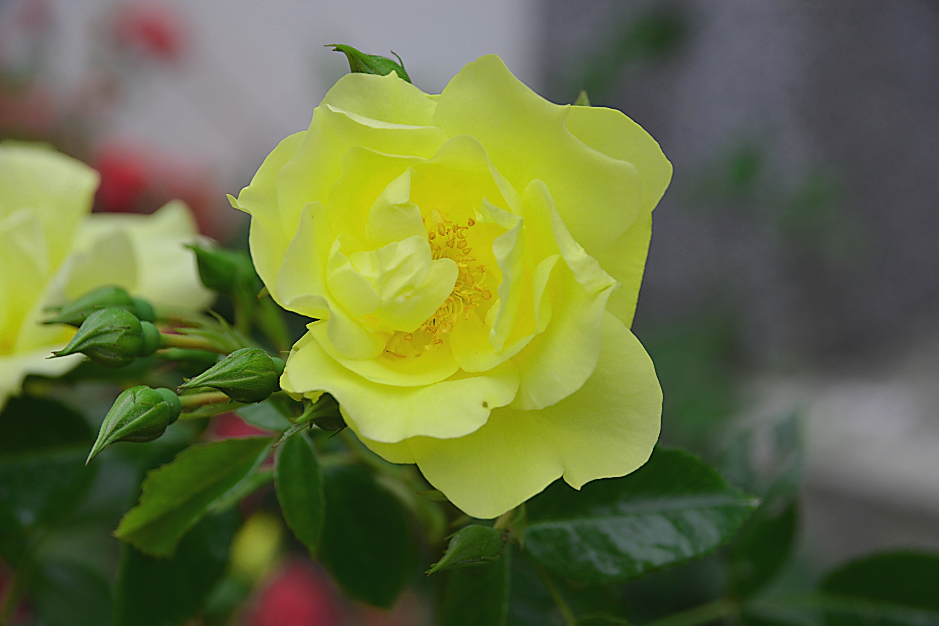 flower rose yellow free photo