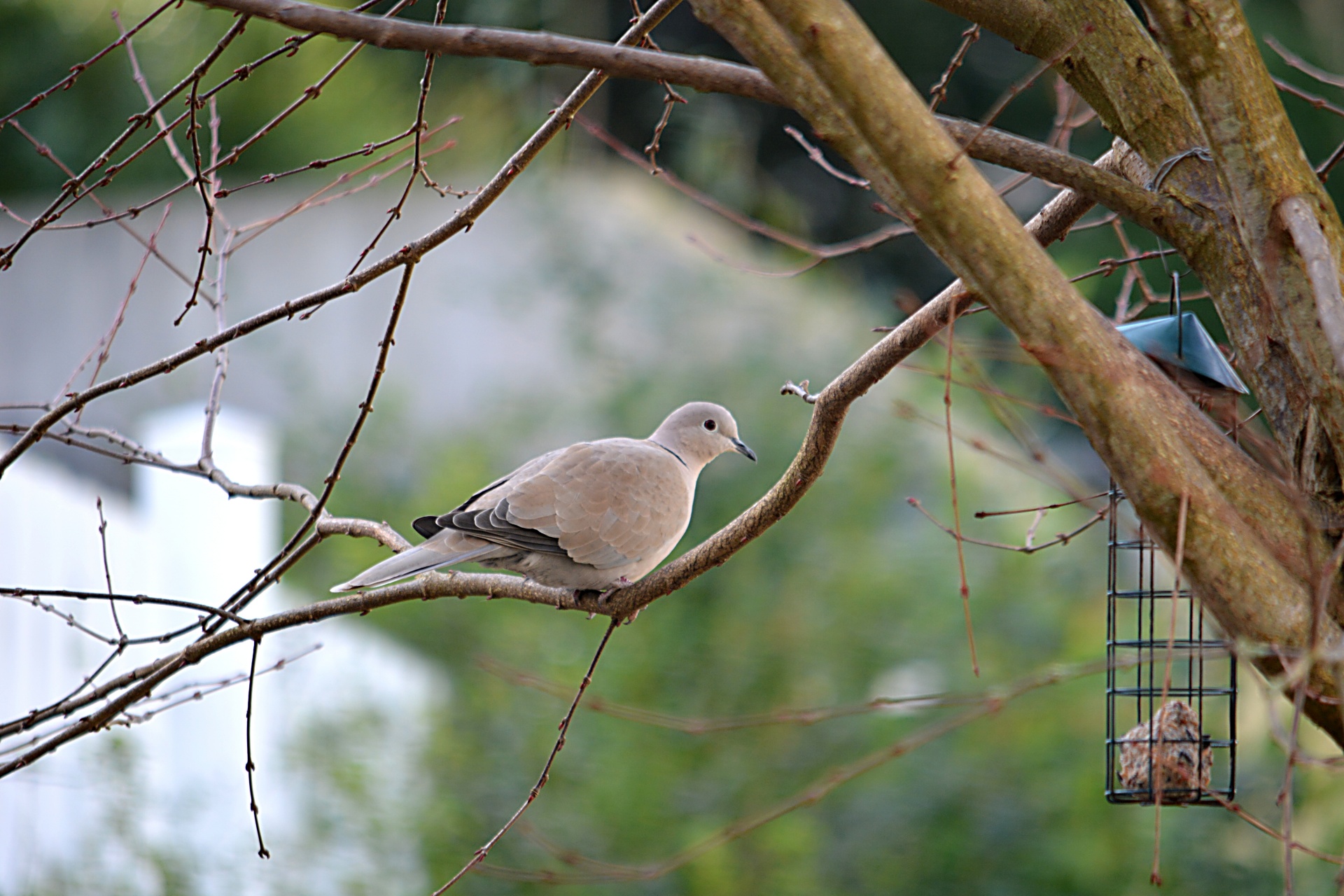 dove bird wildlife free photo
