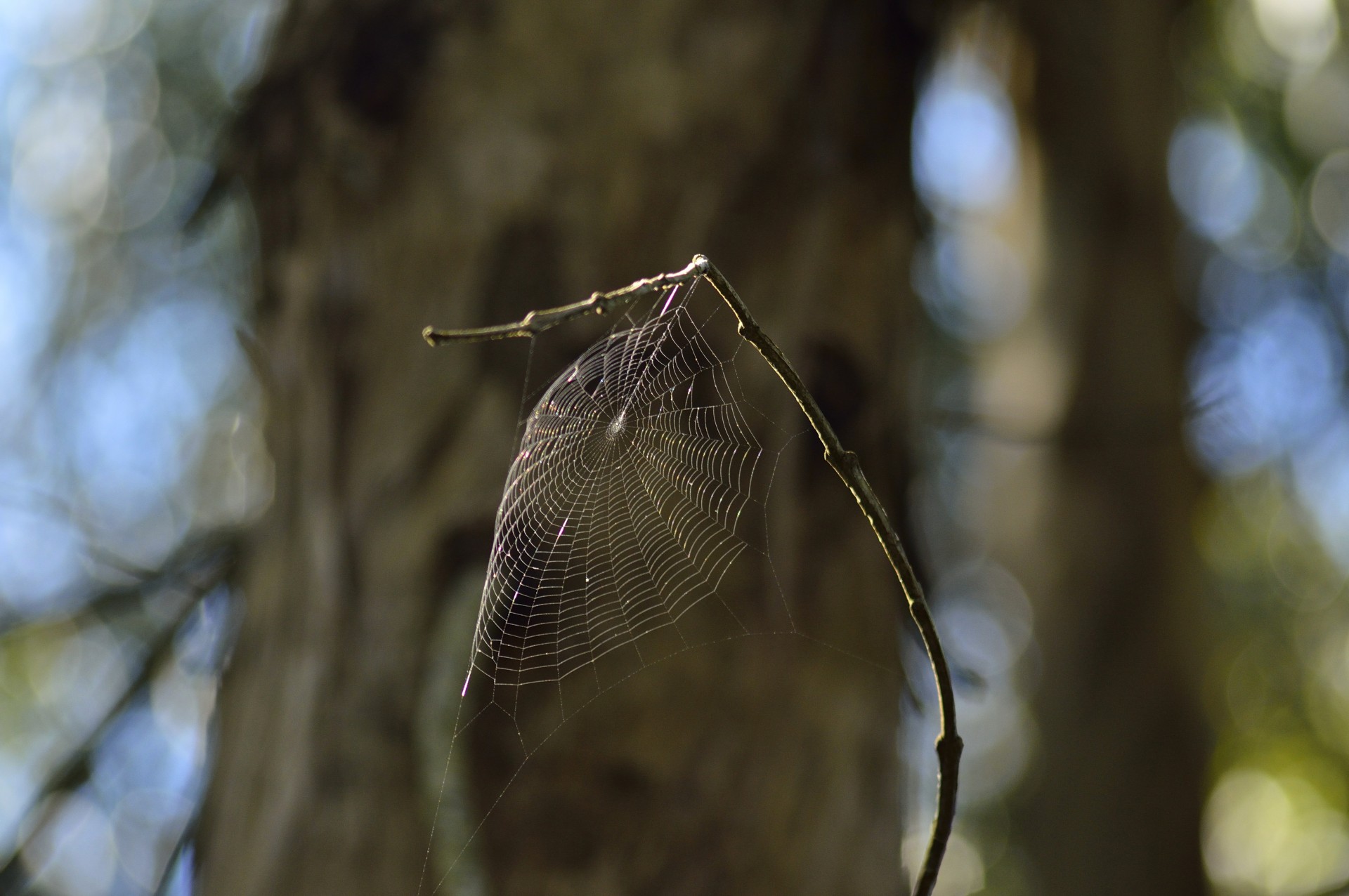 spiderweb trap net free photo