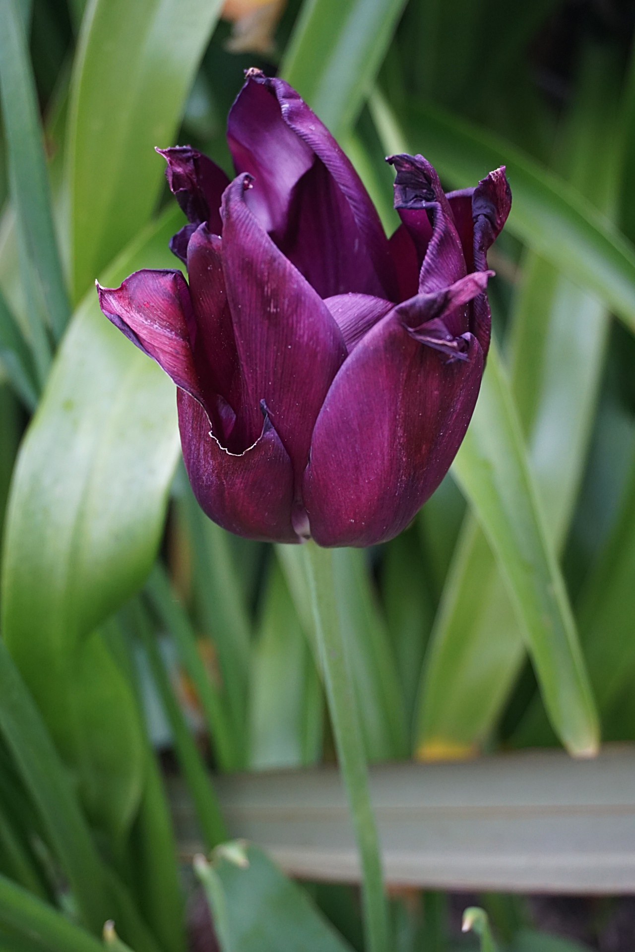 flower tulip flora free photo