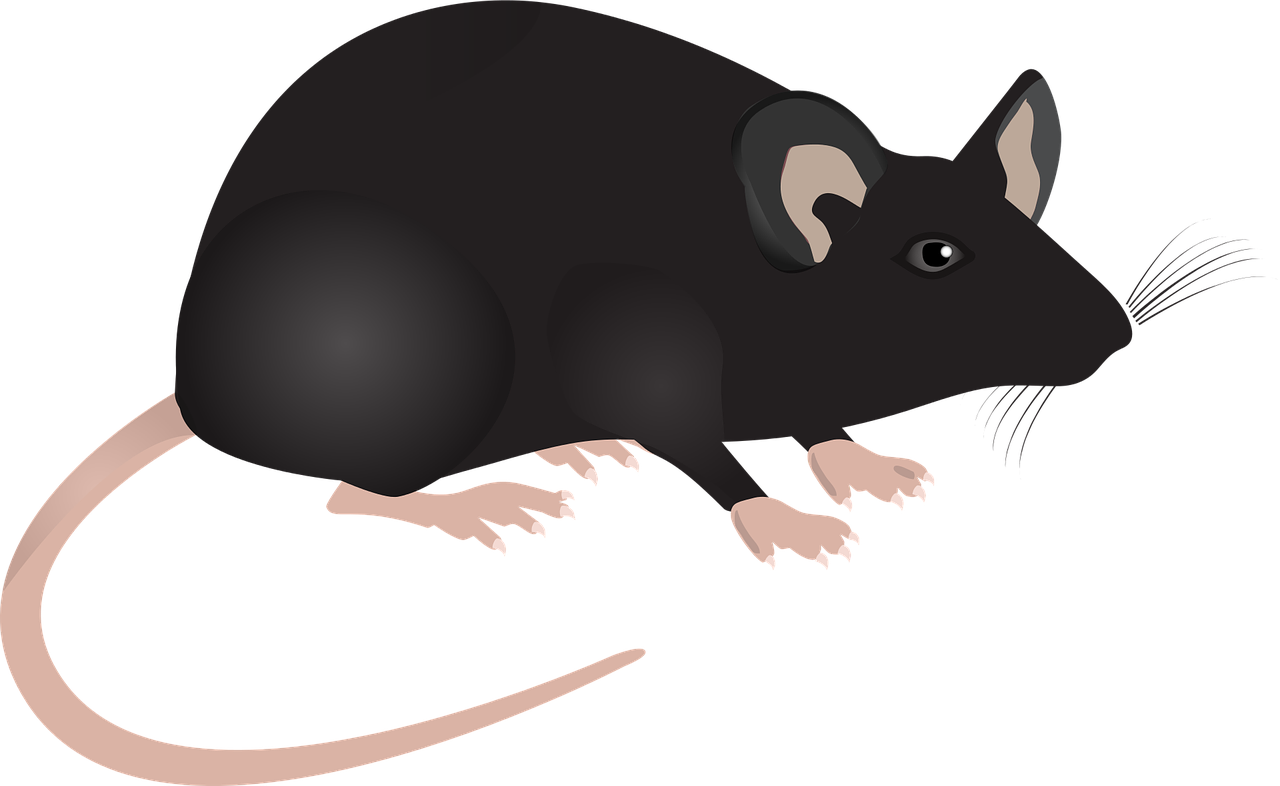 lab mouse mouse science free photo
