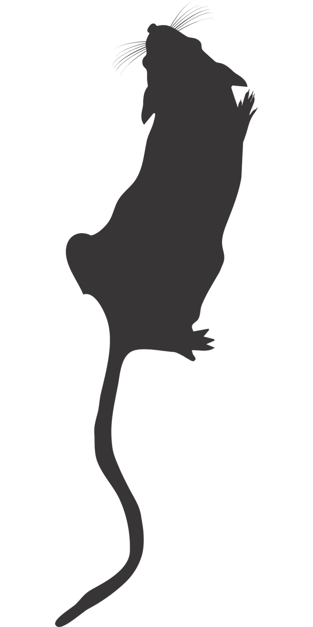 lab mouse top view mouse silhouette lab mouse icon free photo