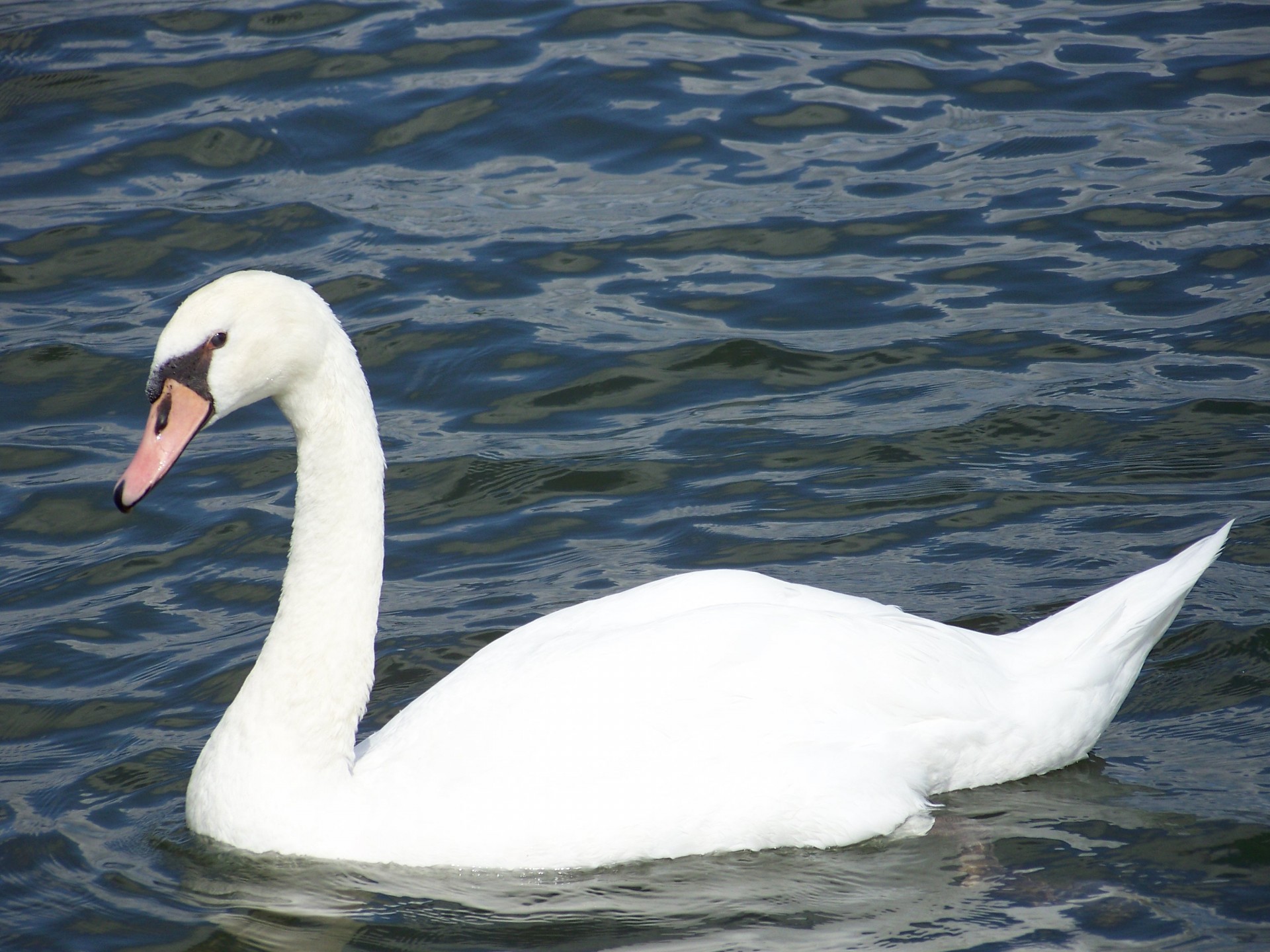 bird swan poland free photo