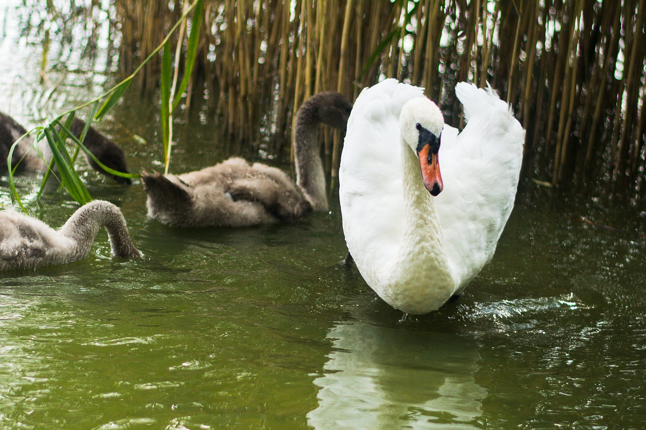 labadze swan bird free photo