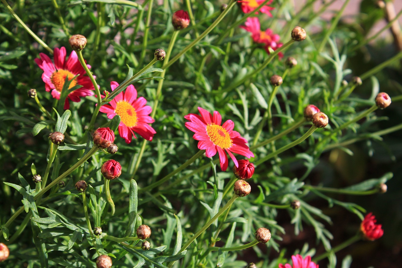 labisbaldelpenedes flowers field free photo