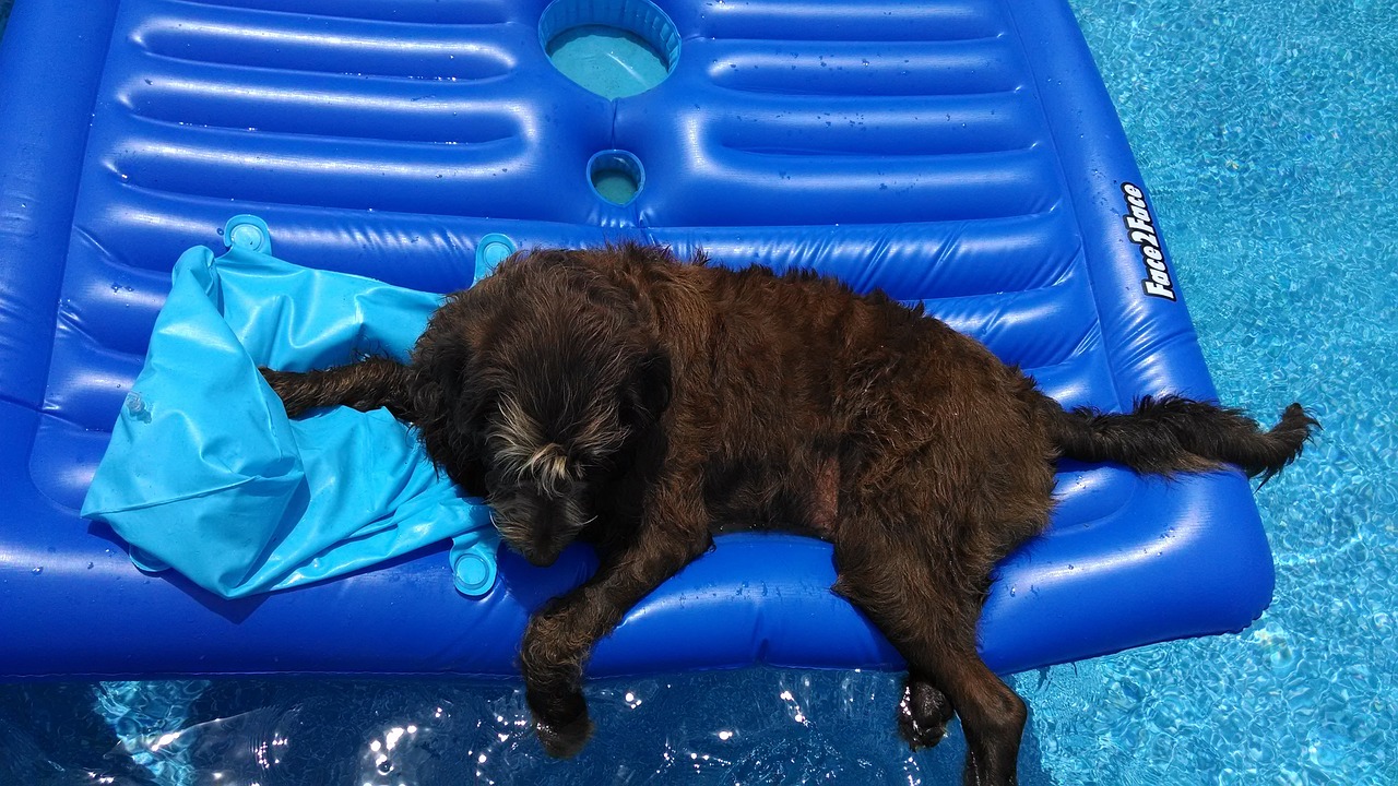 labradoodle pool raft dog free photo
