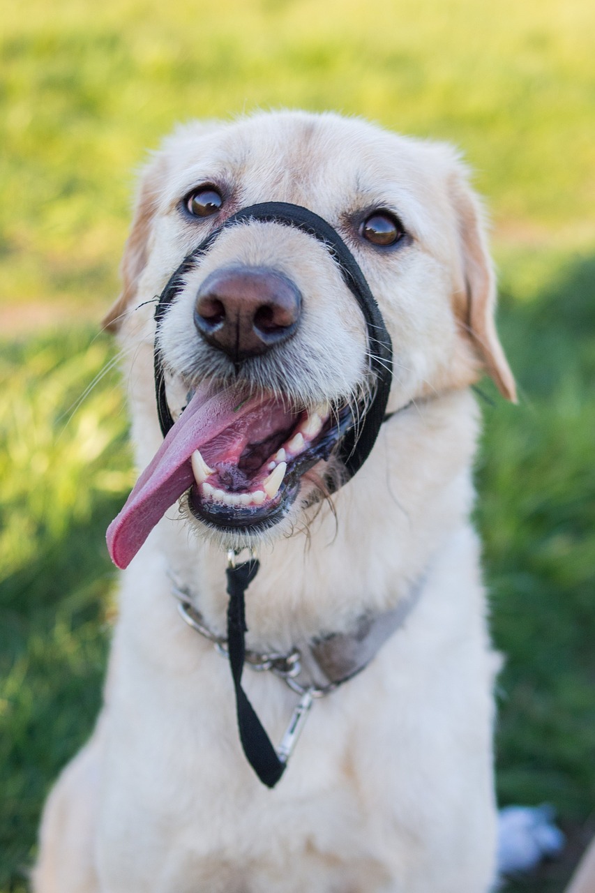 labradoodle dog labrador free photo