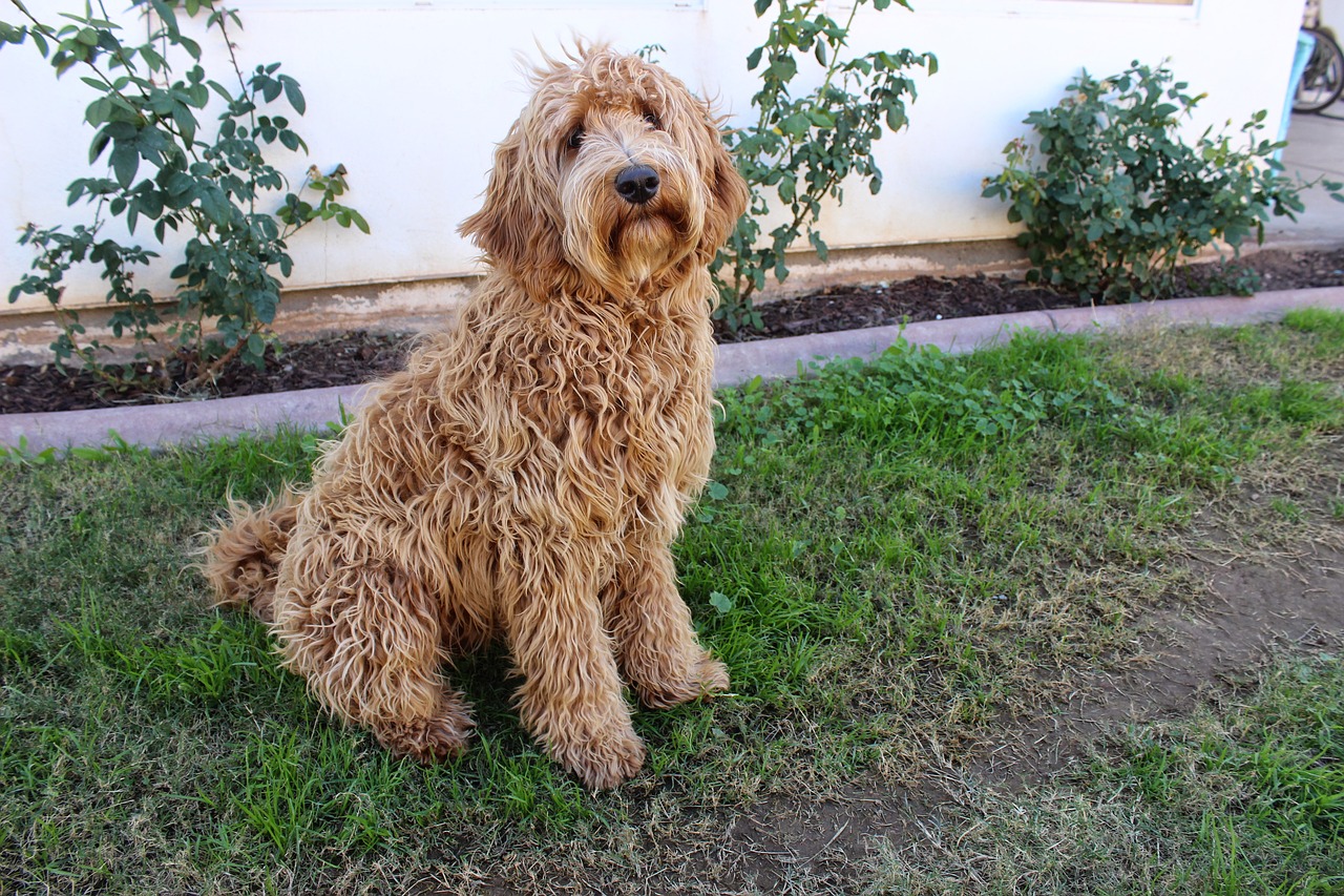 Labradoodle,lab,dog,puppy,long hair - free image from needpix.com