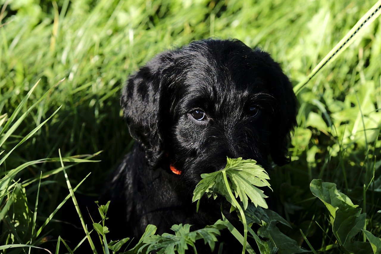 labradoodle labrador king poodle free photo