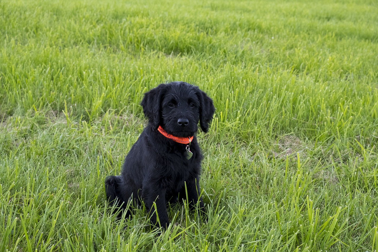 labradoodle labrador king poodle free photo