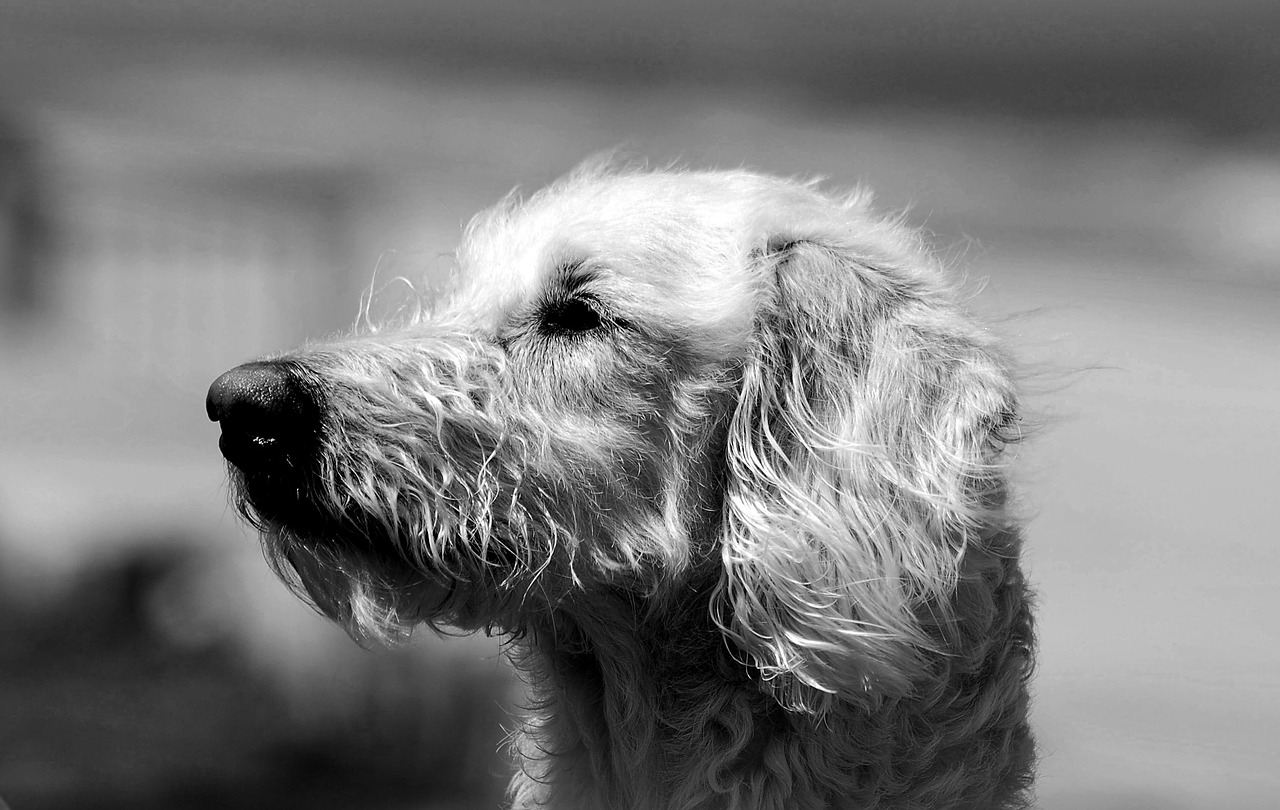 labradoodle  mix breed  dog free photo