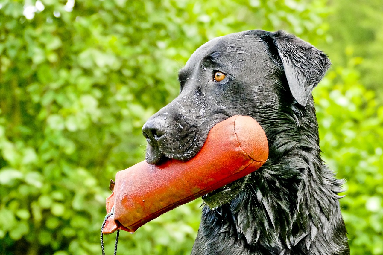 labrador retriever retrieve free photo