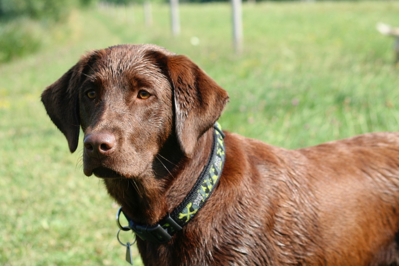 labrador dog animal free photo