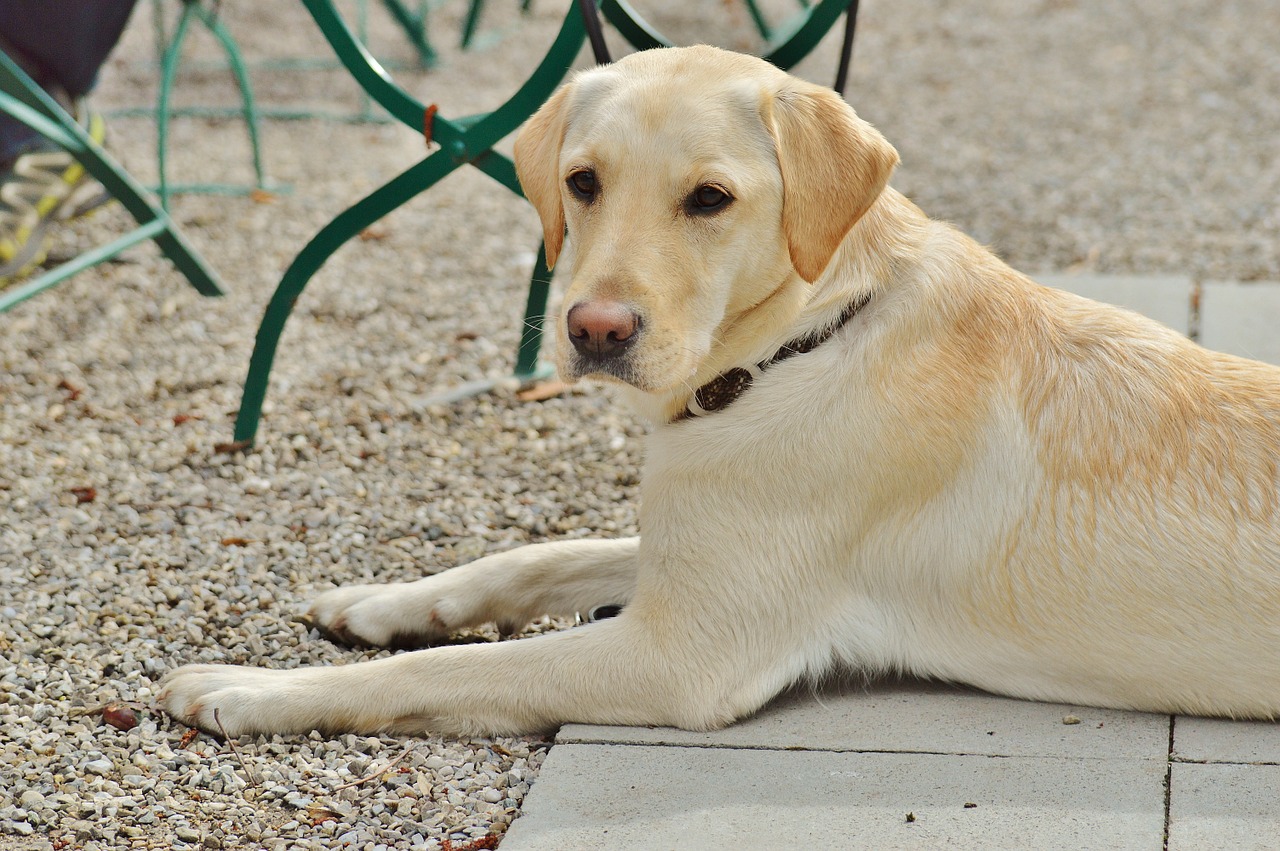 labrador dog sweet free photo