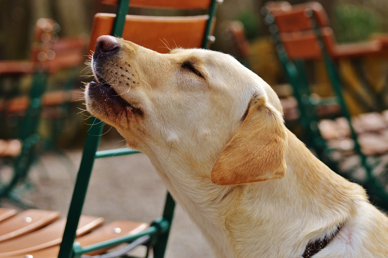 labrador dog sweet free photo