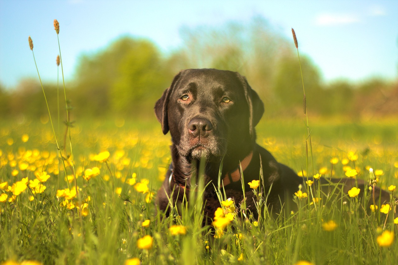 labrador dog flower meadow free photo