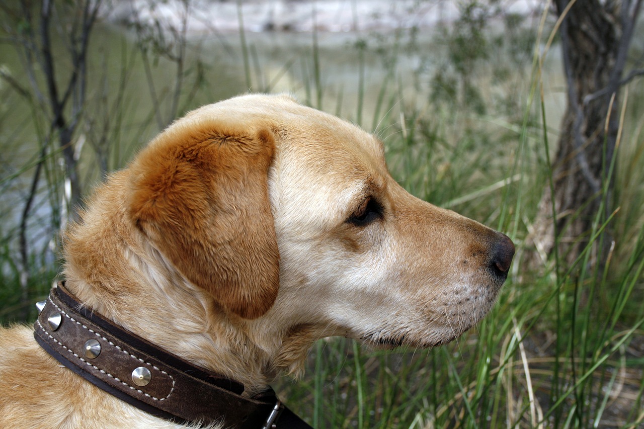 labrador dog pet free photo