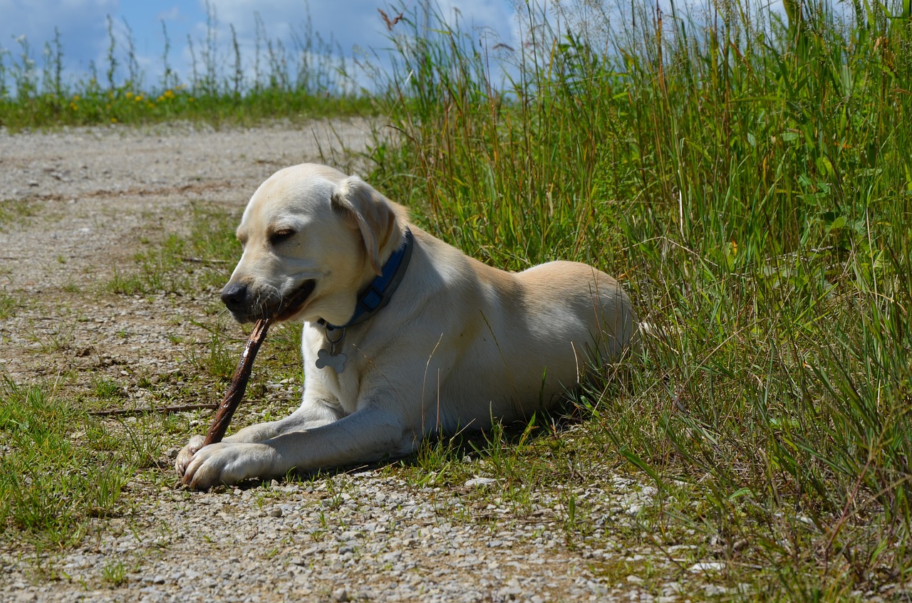 labrador retriever dog free photo