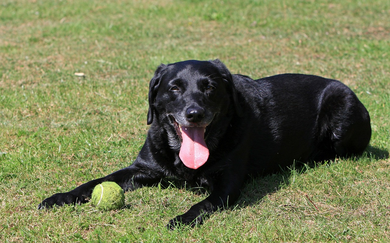 labrador labrador retriever dog free photo