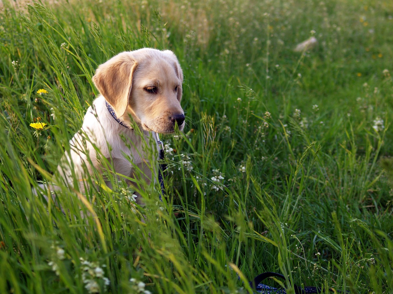 labrador puppy meadow free photo