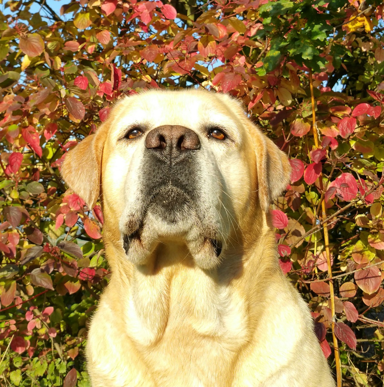 labrador autumn labrador seriously free photo