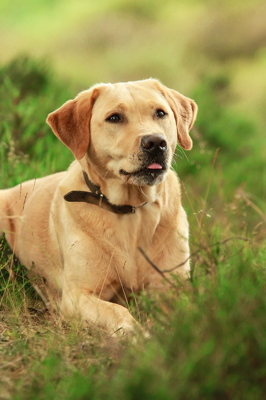 labrador dog dogs free photo