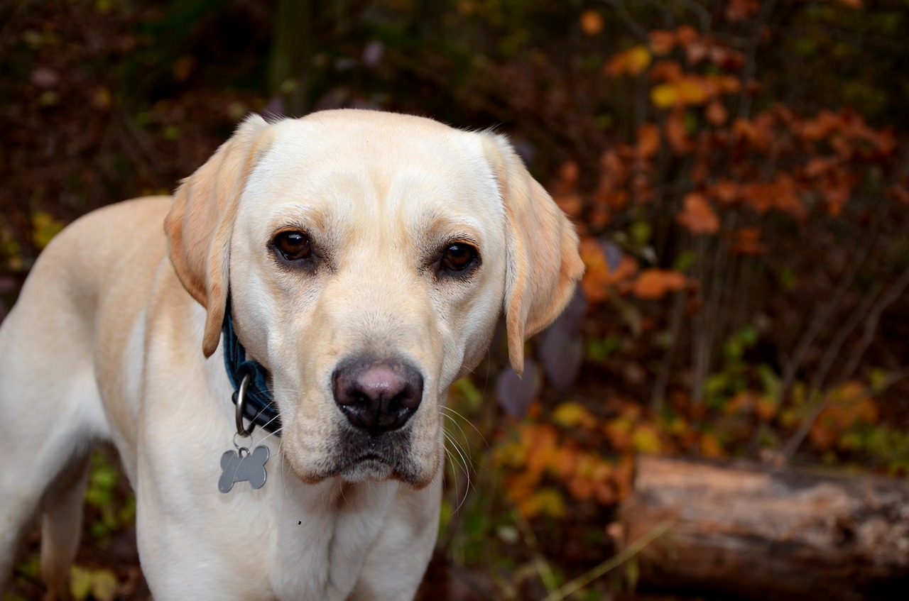 labrador retriever dog free photo