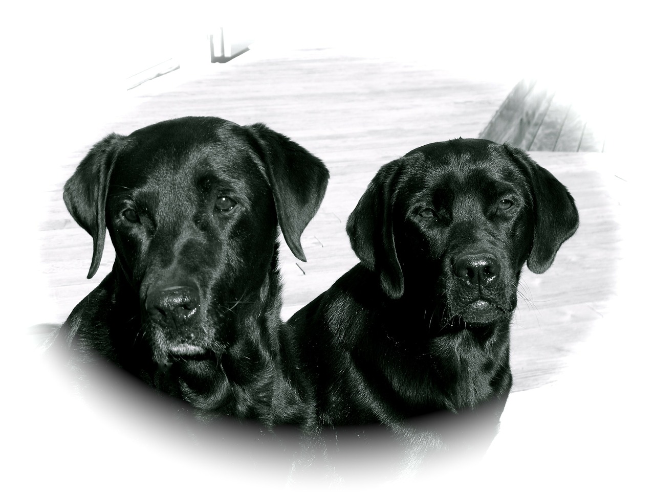 labrador dogs black free photo