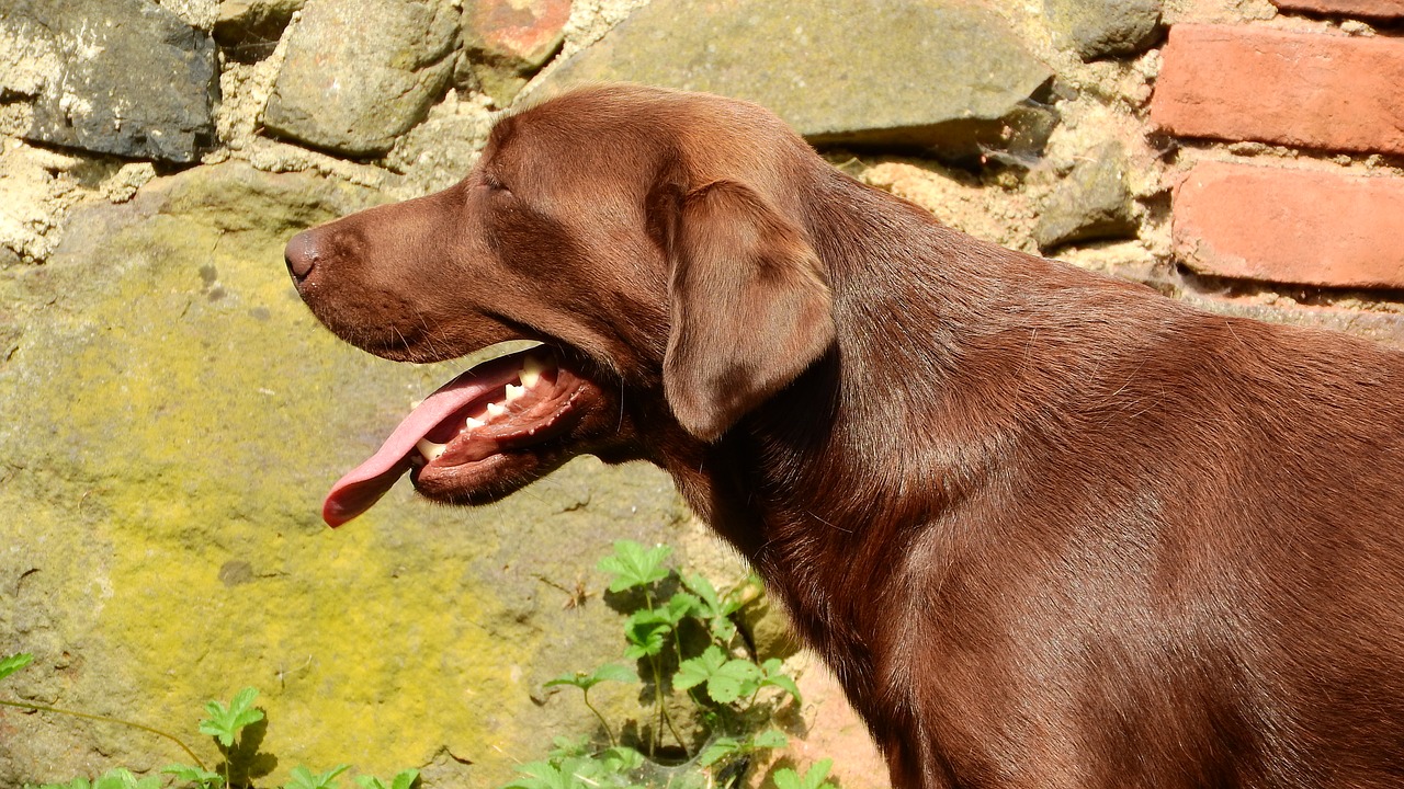 labrador labrador retriever dog head free photo