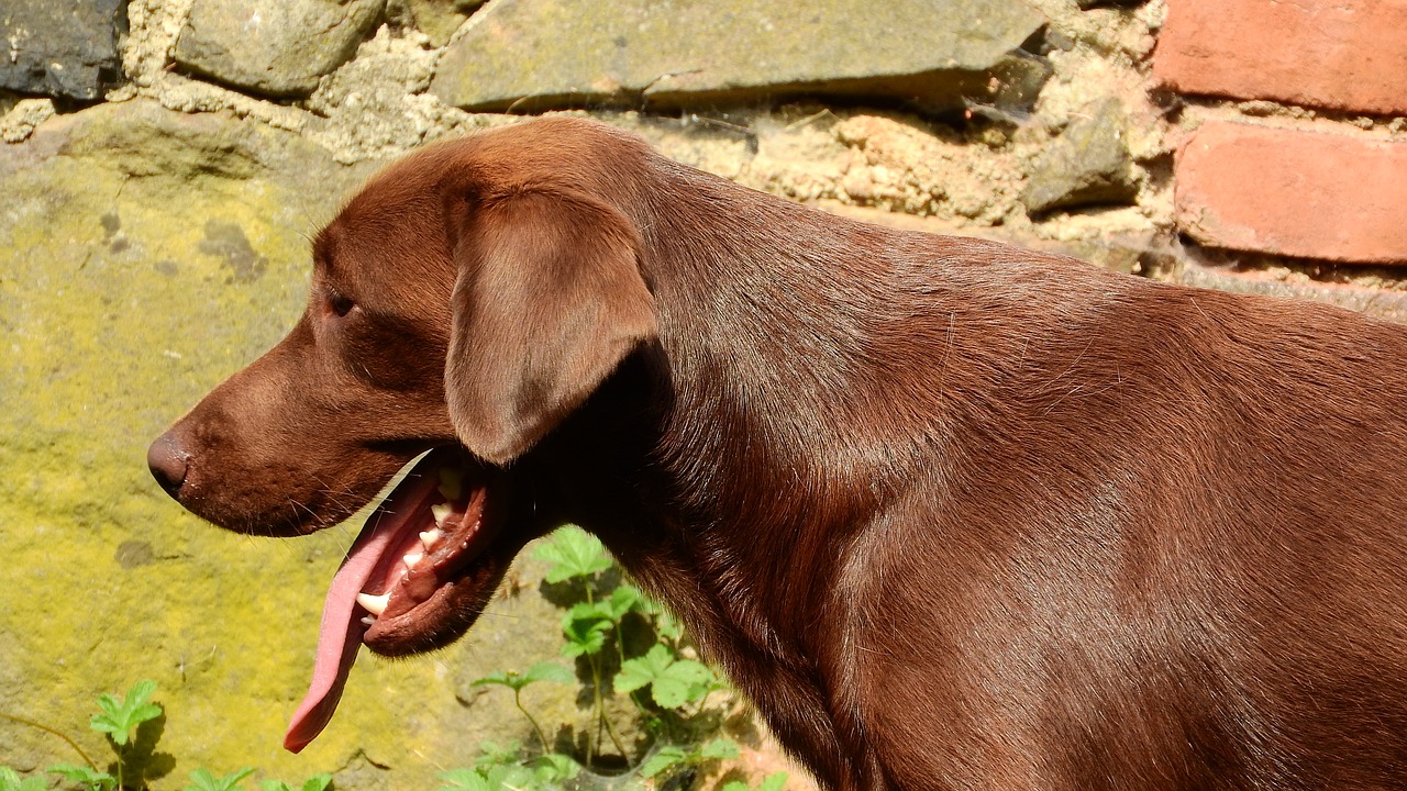 labrador labrador retriever dog head free photo