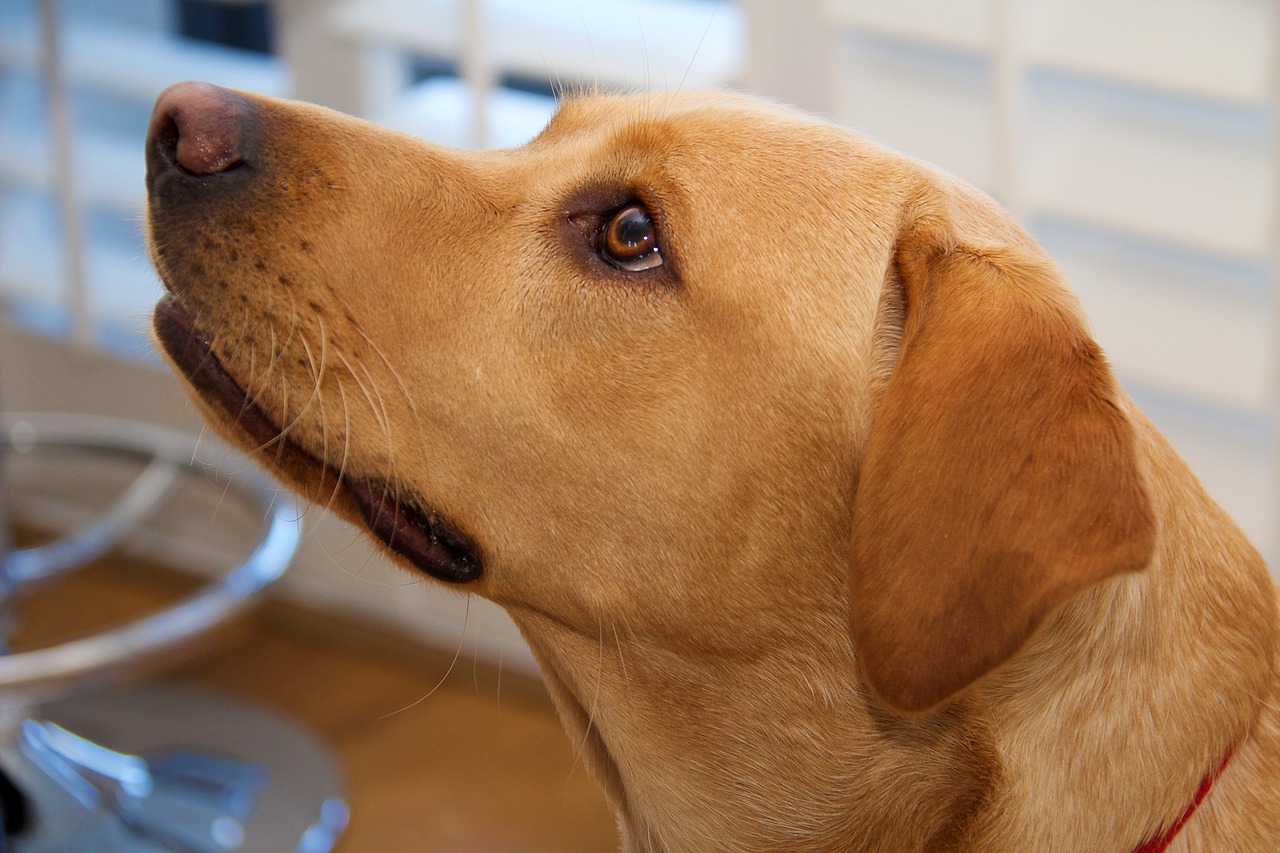 labrador yellow pet free photo