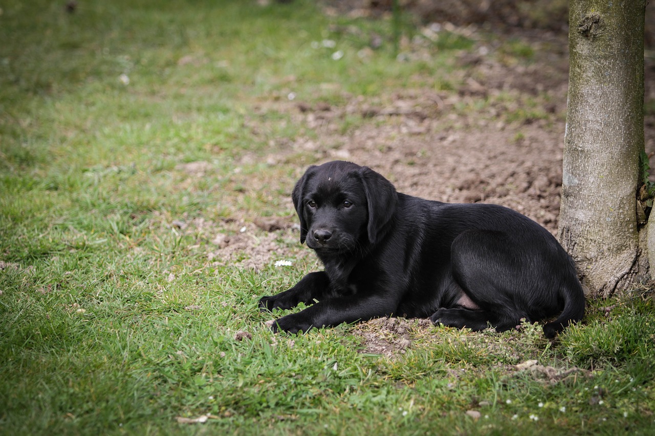 labrador puppy dog free photo