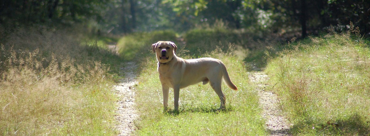 labrador retriever blonde free photo