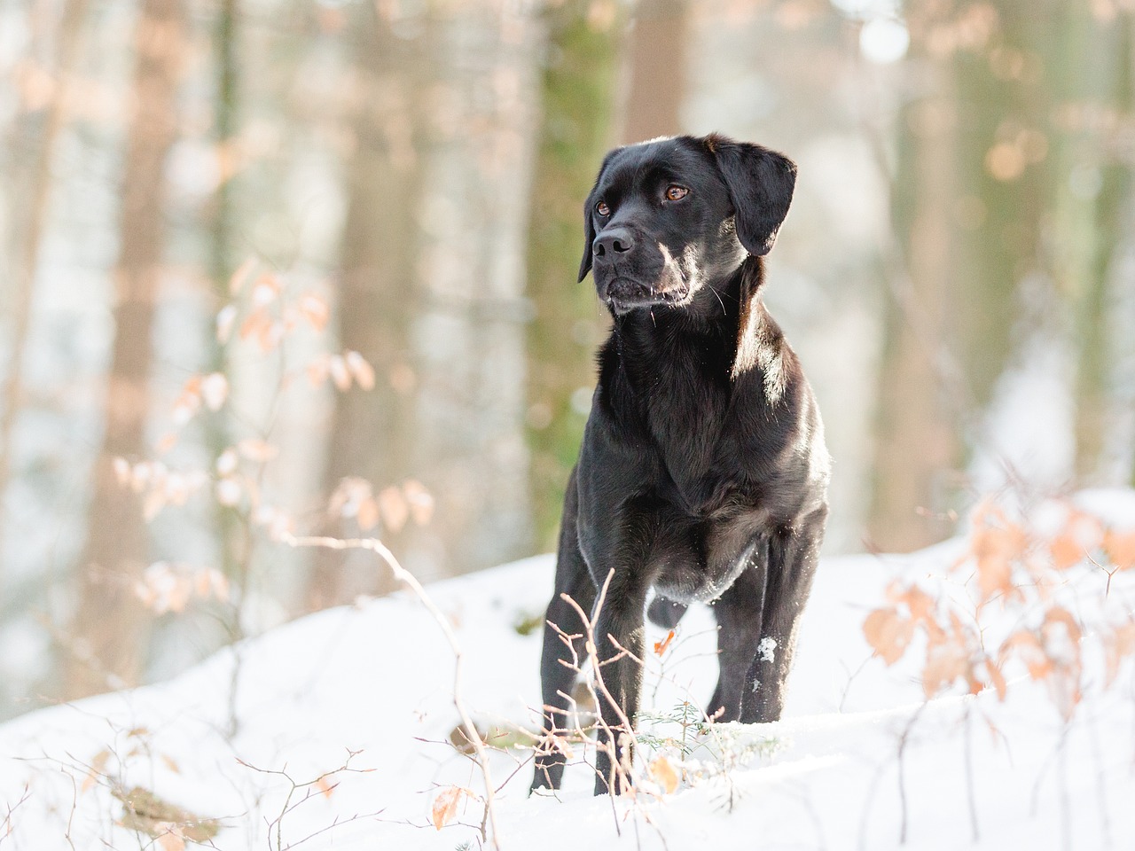 labrador nature obedience free photo