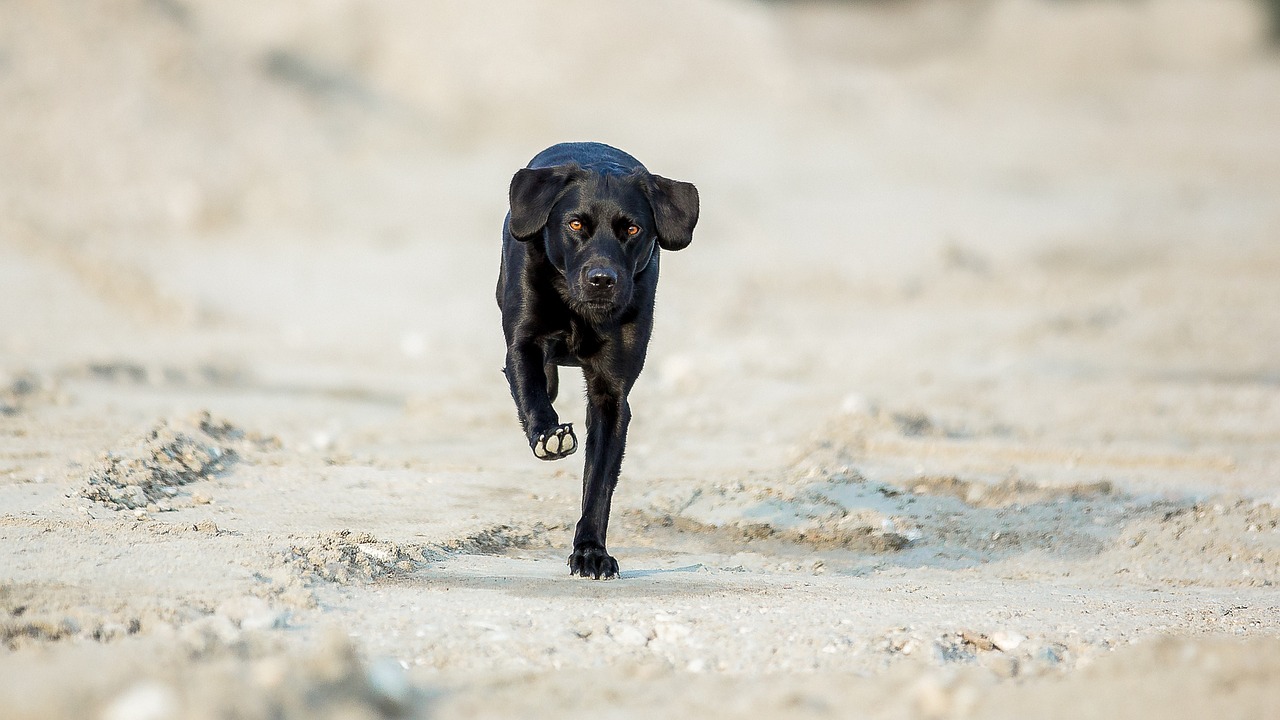 labrador dog run free photo