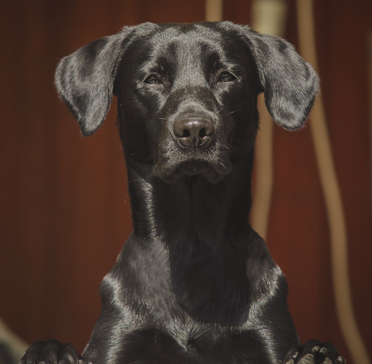 labrador labrador retriever dogs free photo