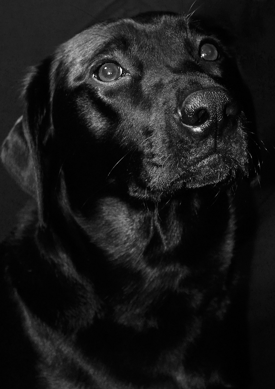 labrador black dog free photo