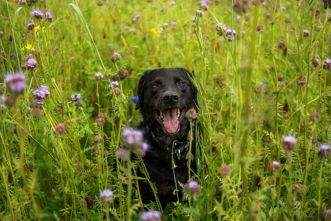 labrador meadow dog free photo